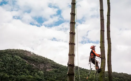 Arborist in a harness reducing the crown of a large tree in a Perth backyard