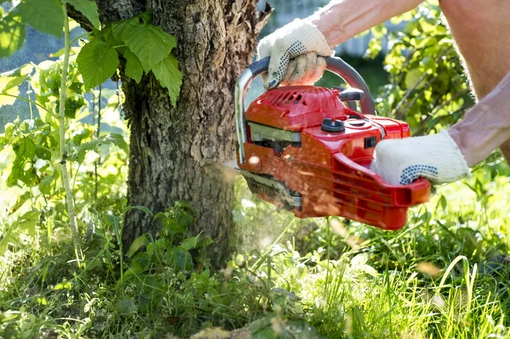 Tree work in Wanneroo, Perth