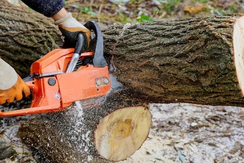 Logs from a fallen tree cut into lengths for removal after a Perth storm