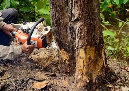 Tree work in Bayswater, Perth