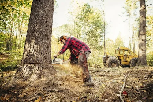 Arborist lowering a cut section of trunk on ropes during a sectional tree removal in Perth