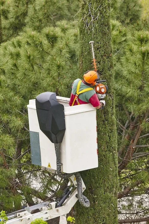 Tree Pruning, Perth