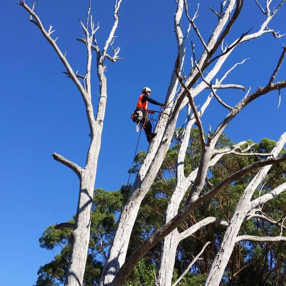 Arborist working in a tree canopy, Perth metro