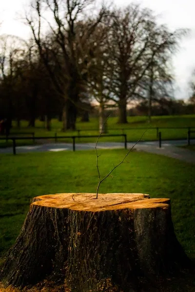 Stump & Root Removal, Perth